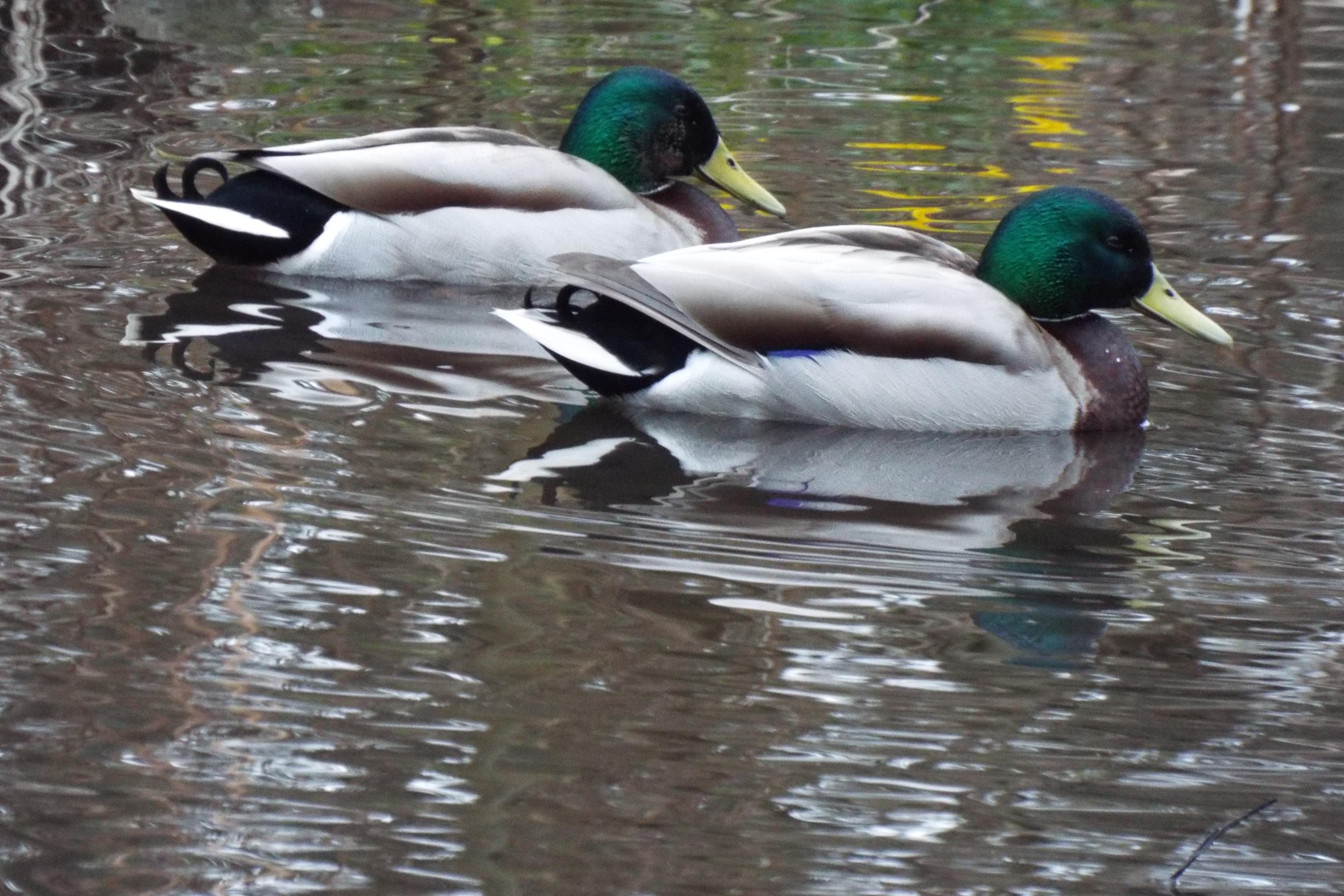 Castlemilk Park Pond Ducks